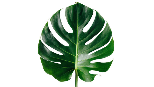 Isolated studio shot of a dark-green monstera deliciosa leaf tropical houseplant on display