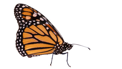Isolated monarch butterfly close up showing details of wings, antennae and thorax on display © Ryan