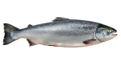 Obraz premium Isolated fresh salmon with silver skin and black spots, raw fish seafood for gourmet meal