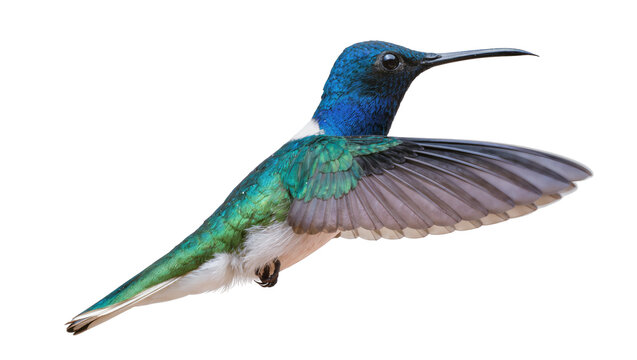 Isolated sparkling violetear hummingbird in flight, vibrant colors, beautiful tropical bird