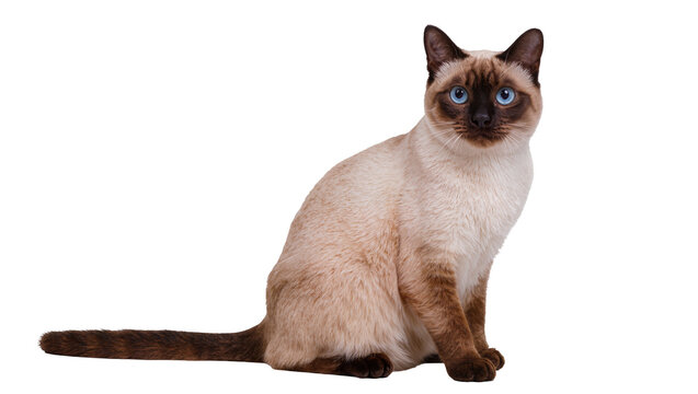 Isolated Siamese cat sitting while looking at camera with beautiful blue eyes, full length