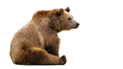 Fotobehang Beer Isolated brown bear sitting, looking right - North American wildlife, Ursus arctos  © Radovan