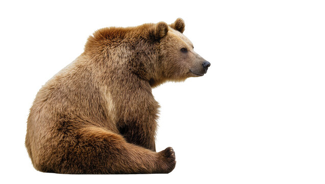 Isolated brown bear sitting, looking right - North American wildlife, Ursus arctos