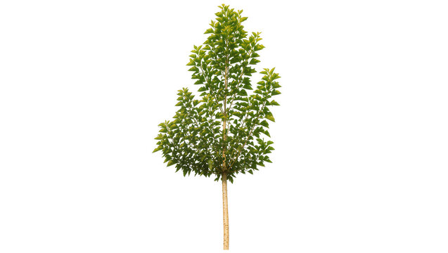 Isolated single deciduous tree sapling with green foliage standing upright, summer garden