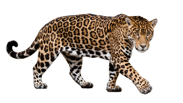 Isolated Jaguar walking forward portrait, fierce feline predator with distinctive rosette pattern