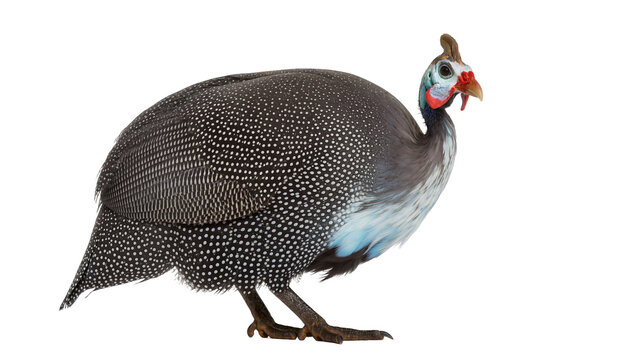 Isolated helmeted guinea fowl portrait. The bird features black plumage with white spots.