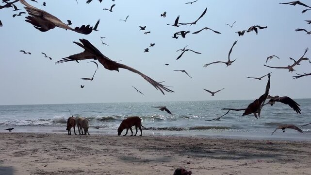 Stray dogs feeding on scarps along a sandy beach as eagles in large. umber soar overhead in coastal Kerala, India