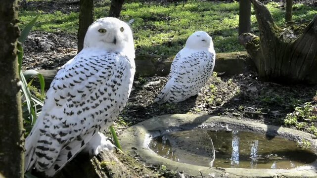 Snowy owl, its scientific name is Bubo scandiacus