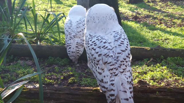 Snowy owl, its scientific name is Bubo scandiacus