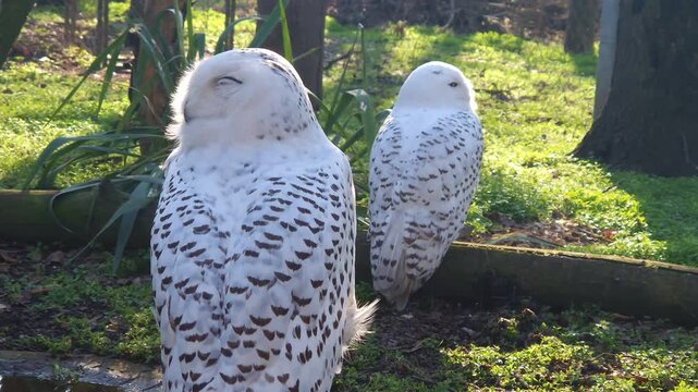 Snowy owl, its scientific name is Bubo scandiacus