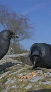 Jackdaws (Corvus monedula) squabbling over seeds left on a wall. February, Kent, UK. [Slow motion x4]