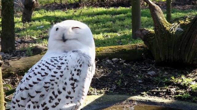 Snowy owl, its scientific name is Bubo scandiacus