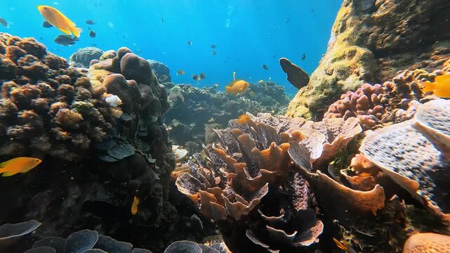 Close Up Coral Reef Ecosystem with Tropical Fish Underwater