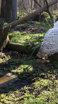 Snowy owl, its scientific name is Bubo scandiacus