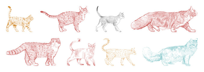 Colorful sketched cats variety element set © Rawpixel.com
