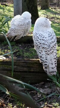 Snowy owl, its scientific name is Bubo scandiacus