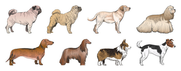 Obraz premium Illustrated diverse dog breeds element set