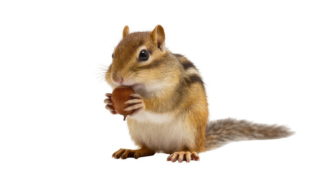 Isolated chipmunk holding a nut, cute rodent animal with brown and black stripes fur
