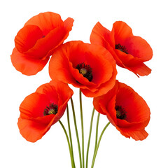 Obraz premium Vibrant red poppy flowers isolated on transparent background