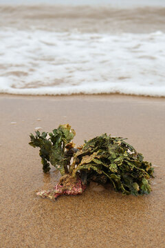 Green Halimeda algae washed up on a sandy beach. This calcified marine plant shows a unique leaf-like structure on the shore as white sea foam waves approach the tropical coastline.