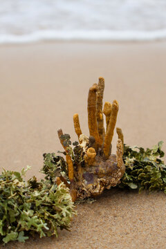 ​A yellow tube sea sponge with green Halimeda algae washed up on a sandy beach. This marine organism sits on the shore as white sea foam waves approach the tropical coastline in daylight.