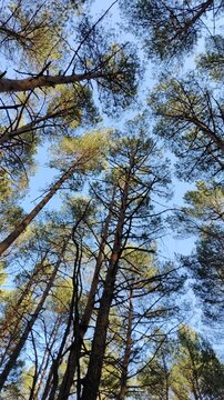 Widok na korony drzew w lesie z perspektywy do g&oacute;ry, sosny na tle błękitnego nieba, naturalne tło przyrody.