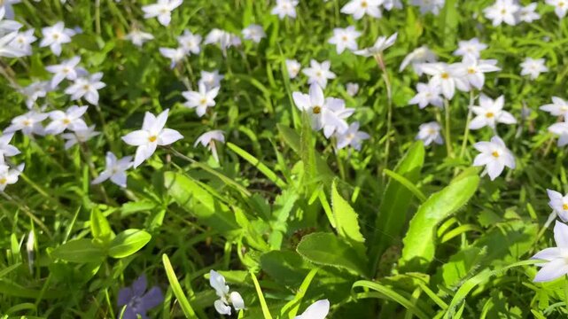 Spring starflowers in bloom in winter in a domestic garden. Tristagma uniflorum, Loir-et-Cher 41, r&eacute;gion Centre-Val de Loire, France, European Union, Europe