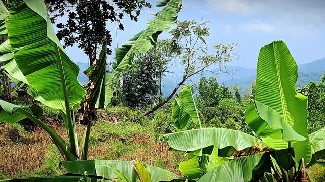 Tropical Banana Plants Growing on Hillside with Mountain Landscape in Natural Countryside