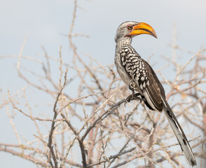 Southern yellow billed Hornbill,  Etosha National Park, Namibia, Africa © dvlcom