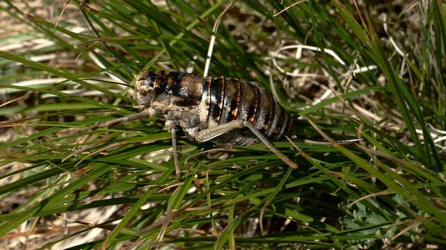 Big fat cricket hiding in the grass.
   Summer sunny day. Closeup footage.