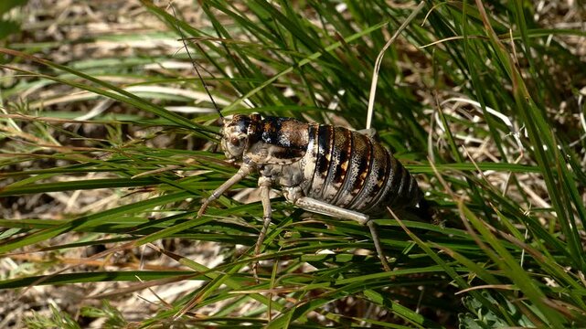 Big fat cricket hiding in the grass.
   Summer sunny day. Closeup footage.