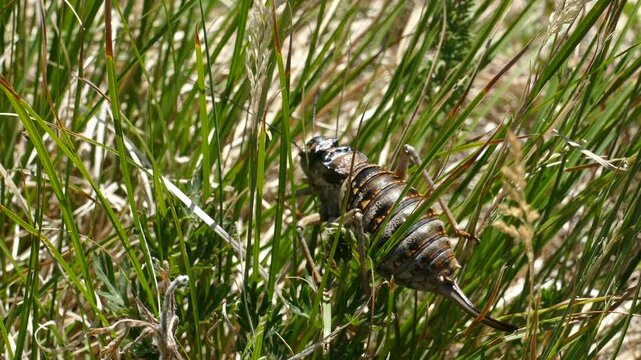 Big fat cricket hiding in the grass.
   Summer sunny day. Closeup footage.