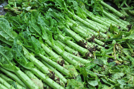 Harvest green stem lettuce crops in the field