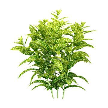 3d illustration of Aucuba japonicacv  plant isolated on transparent background