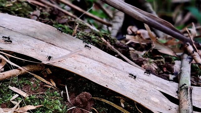 Black Ants Walking on Dry Leaf in Forest Floor Macro Nature Scene