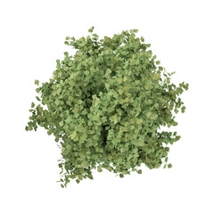 Obraz premium 3d illustration of Chinese aspen plant isolated on transparent background from top view