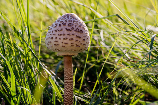 Parasol mushroom kania on polish meadow

