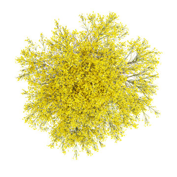 3d illustration of Dorniger ginster plant isolated on transparent background from top view