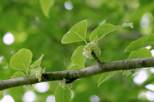 Male flowers of Macropoda Holly (Ilex macropoda) blooming in June, Tohoku, Japan.
