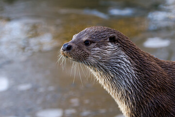 Close-up profile of a wet river otter with whiskers, natural light, soft blurred water background; wildlife portrait ideal for nature and conservation themes.