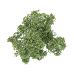 Fototapeta premium 3d illustration of Juglans regia tree isolated on transparent background from top view