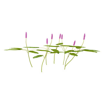 3d illustration of Polygonum amphibium plant isolated on transparent background