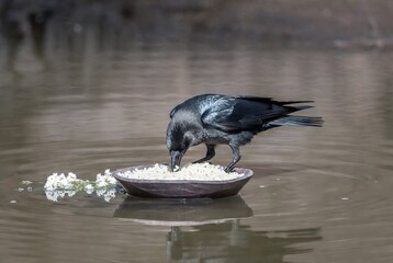 Obraz premium A raven is eating flowers in a shallow dish of water.