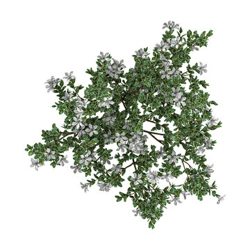 3d illustration of Serissa foetida flowers plant isolated on transparent background from top view