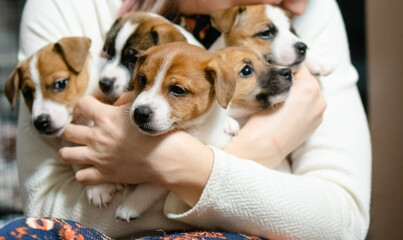 Playful puppies snuggling comfortably in a caring human embrace, showcasing the bond, trust, and...