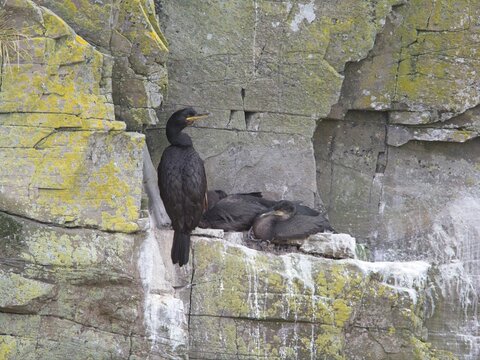 An adult Cormorant sits on its rocky cliff face nest with its two youngsters. Phalacrocorax carbo