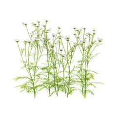Fototapeta premium 3D rendering of Cosmos bipinnatus Palnt on transparent background