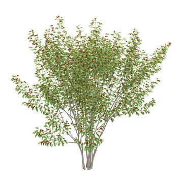 3D rendering of Cornelian cherry plant on transparent background