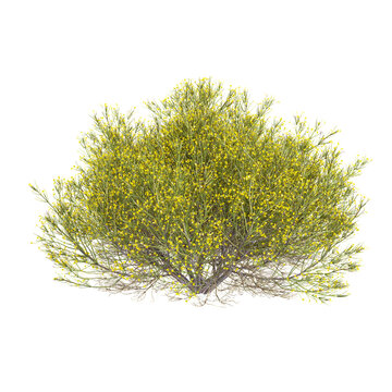 3D rendering of Dorniger ginster plant on transparent background