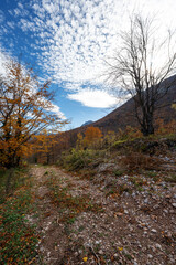 Fototapeta premium Panoramic scenic landscape with tranquil fall colors. Vertical photo of a forest path. Forest hiking trail in autumn with soft light. Photo of a forest path taken in autumn. Beautiful autumn colors, y